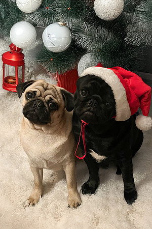 Pug bros christmas PS