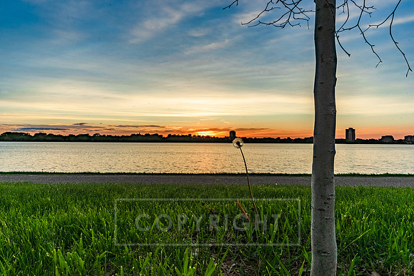 Dandy Sunset