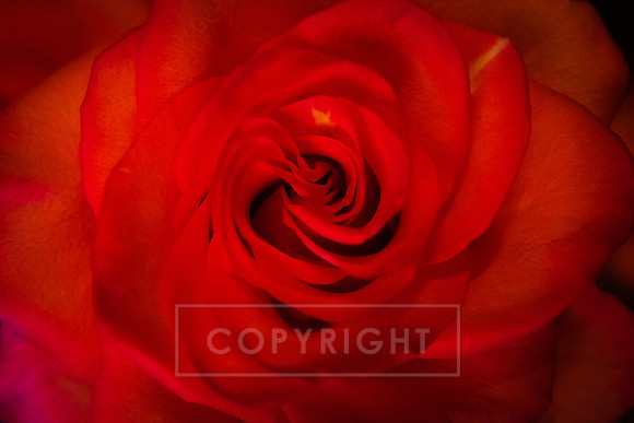 Red Rose